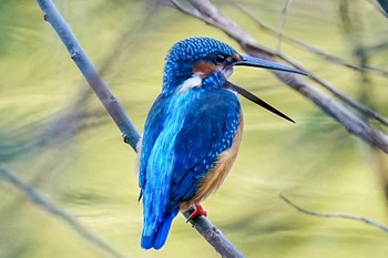 2023年12月30日(土) 洲原公園の野鳥観察記録