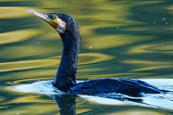 カワウ 洲原公園 2023年12月30日(土)