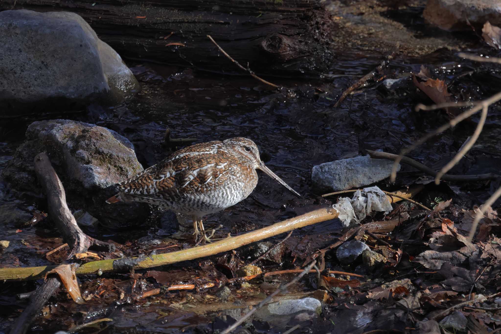 Photo of Solitary Snipe at Senjogahara Marshland by Siva_River