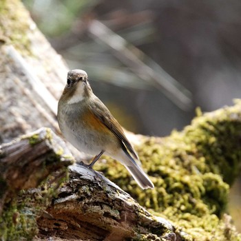 Red-flanked Bluetail 岐阜公園 Sat, 2/24/2018