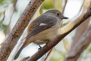 ジョウビタキ 洲原公園 2023年12月30日(土)