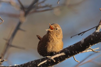 Eurasian Wren Senjogahara Marshland Sat, 12/30/2023