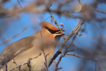 Bohemian Waxwing Senjogahara Marshland Sat, 12/30/2023