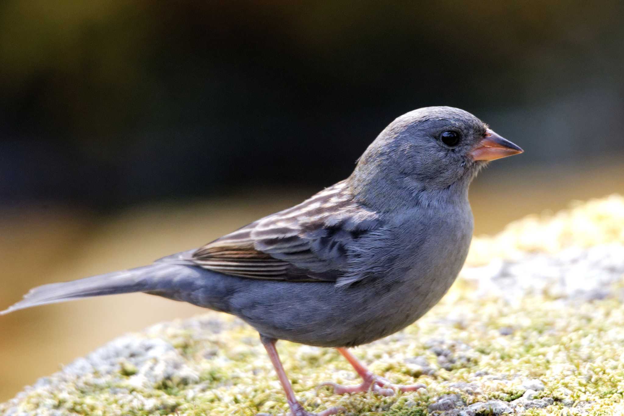 Grey Bunting