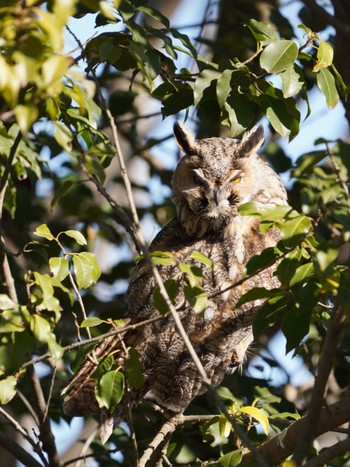 Long-eared Owl Unknown Spots Fri, 12/29/2023