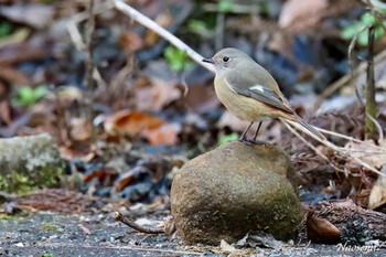 ジョウビタキ 早戸川林道 2023年12月29日(金)