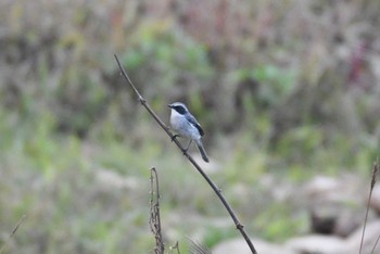 Grey Bush Chat タイ Tue, 2/21/2023