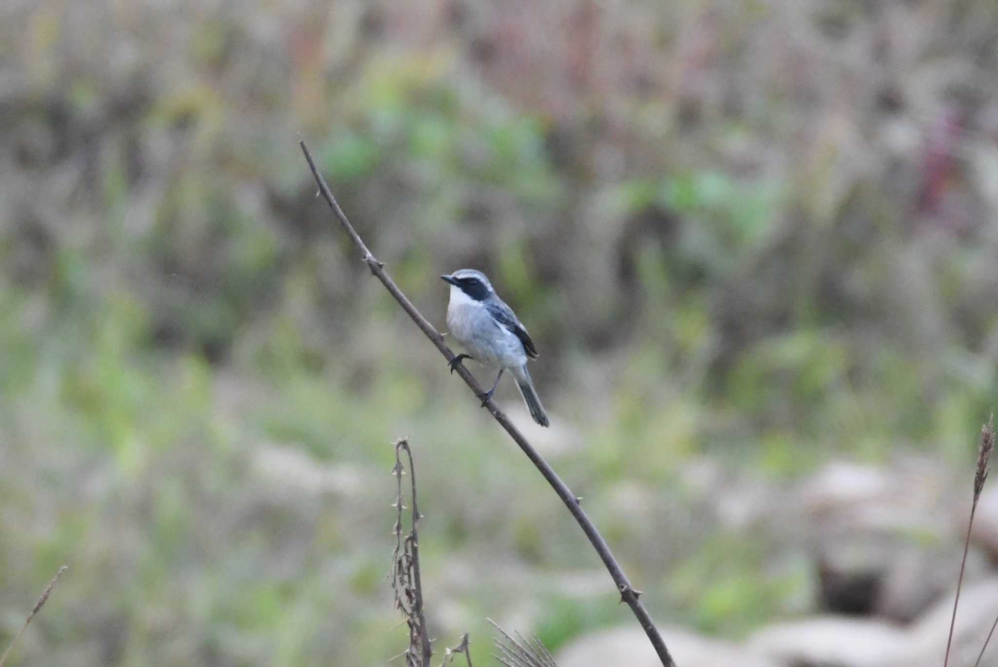 Grey Bush Chat