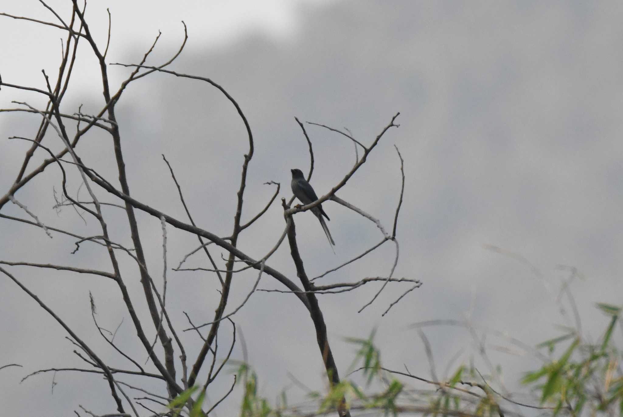 Black-winged Cuckooshrike