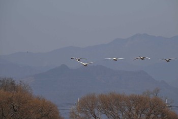 コハクチョウ 多々良沼 2023年12月30日(土)