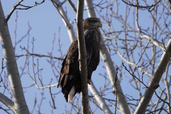 White-tailed Eagle Unknown Spots Fri, 12/29/2023