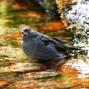 Grey Bunting 岐阜公園 Sat, 2/24/2018