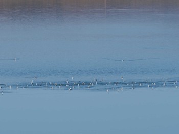 Great Crested Grebe Sayama Park Sun, 12/10/2023