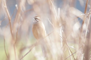 Meadow Bunting 津之江公園 Sat, 12/30/2023