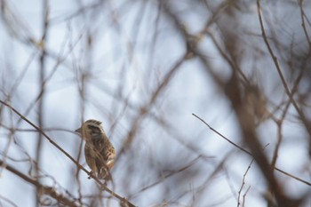 Meadow Bunting 津之江公園 Sat, 12/30/2023