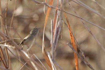 Japanese Bush Warbler 津之江公園 Sat, 12/30/2023