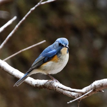 2018年2月24日(土) 本巣市文殊ノ森の野鳥観察記録