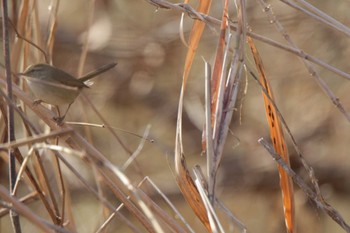 Japanese Bush Warbler 津之江公園 Sat, 12/30/2023