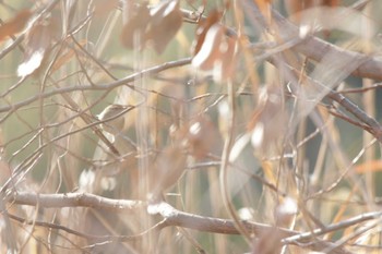 ウグイス 津之江公園 2023年12月30日(土)