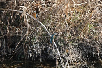 2023年12月30日(土) 芥川の野鳥観察記録