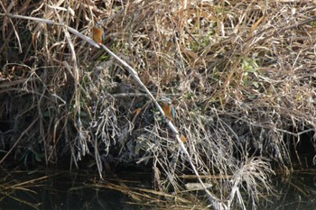 Common Kingfisher 芥川 Sat, 12/30/2023