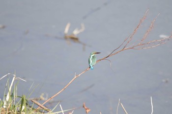 カワセミ 芥川 2023年12月30日(土)