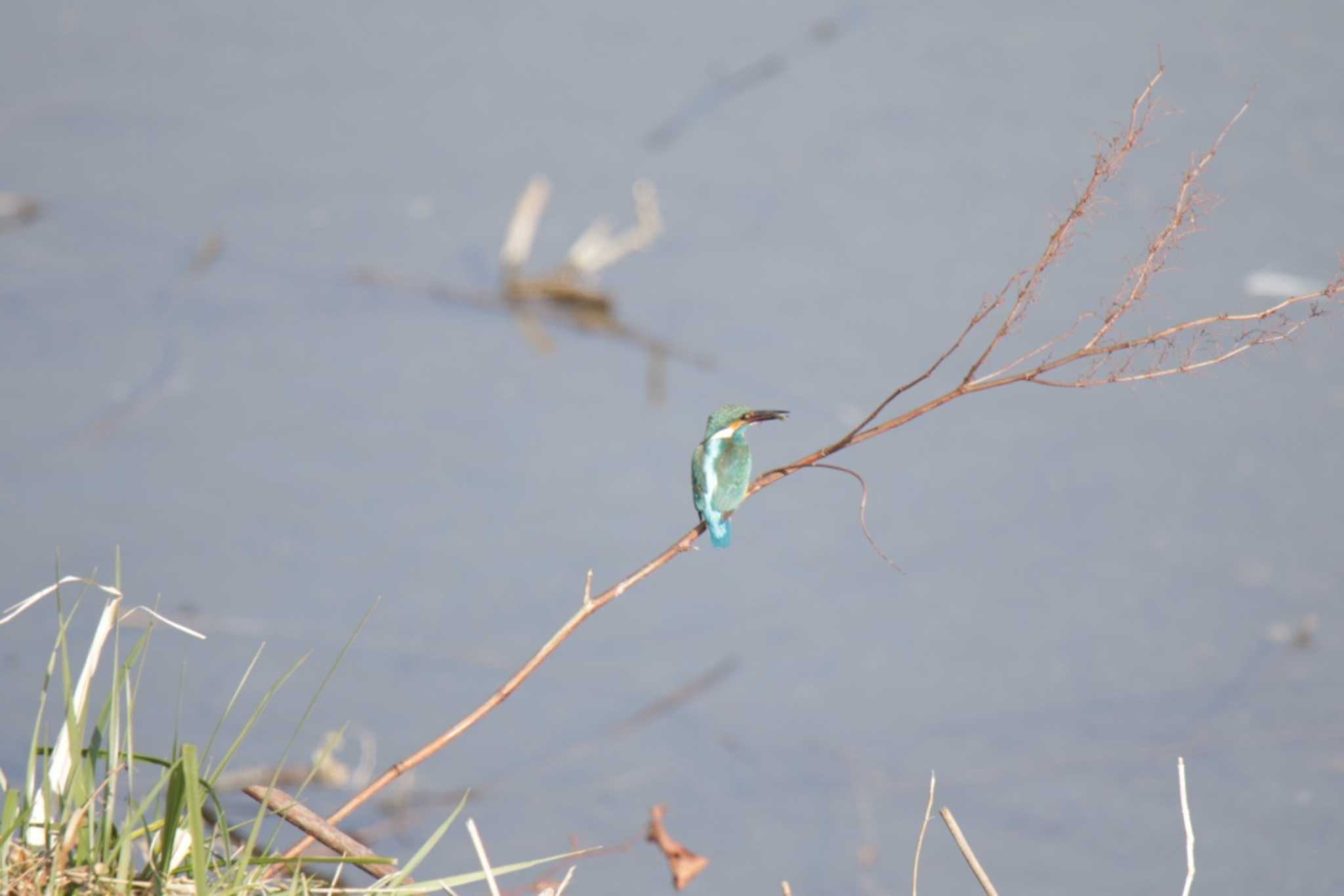 Photo of Common Kingfisher at 芥川 by KAZUSAN