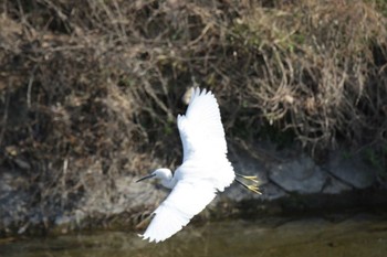 コサギ 芥川 2023年12月30日(土)