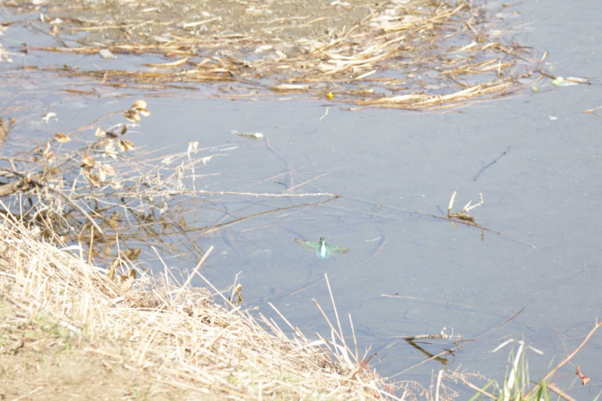 Common Kingfisher