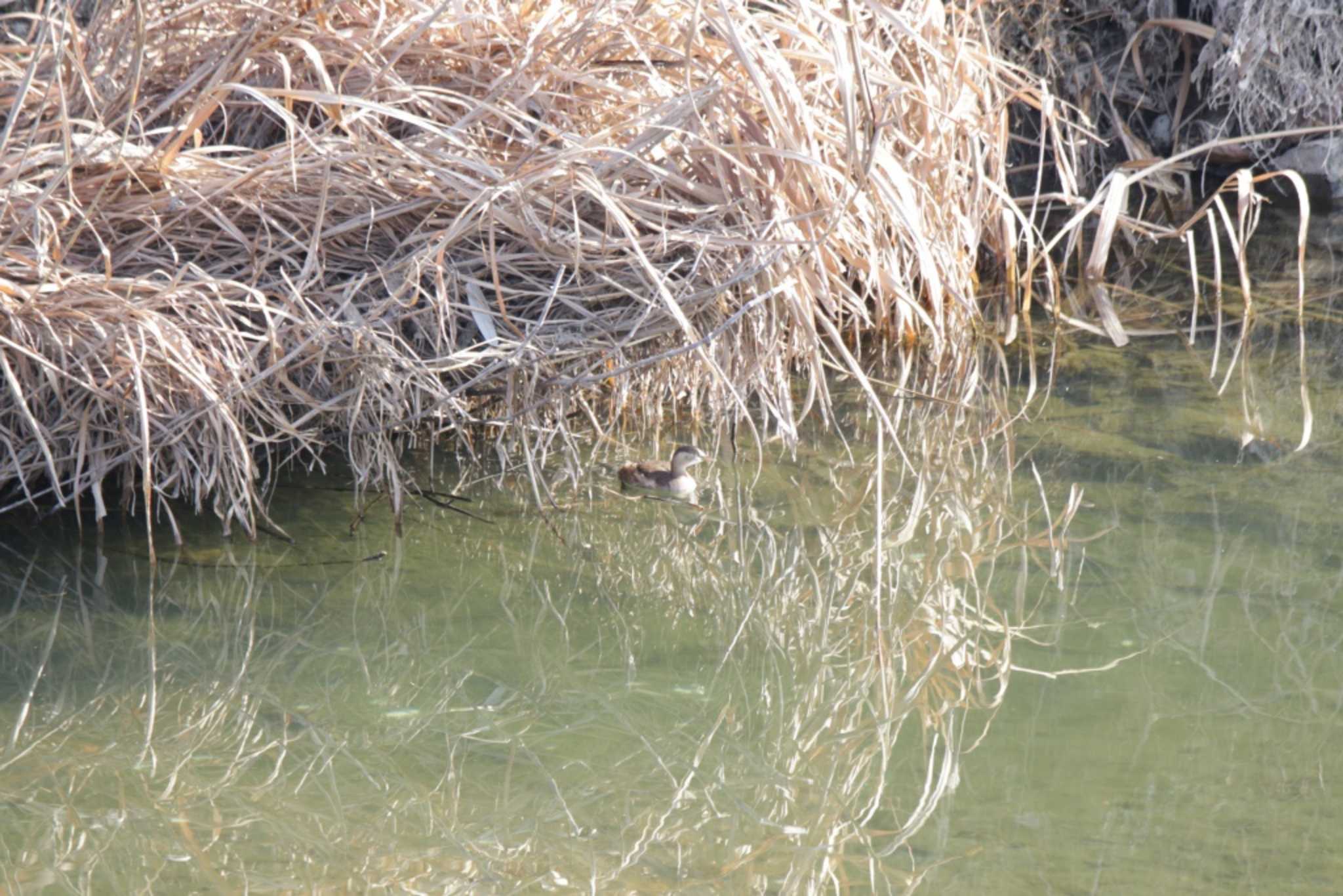 Little Grebe