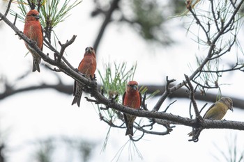 Red Crossbill Unknown Spots Sat, 11/4/2023