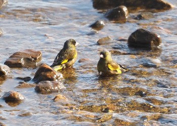 カワラヒワ 近江今津 2023年12月30日(土)