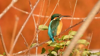 カワセミ 城北公園 2023年12月30日(土)