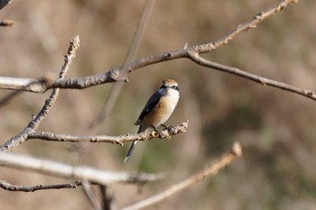 Bull-headed Shrike 平塚田んぼ Sat, 12/30/2023