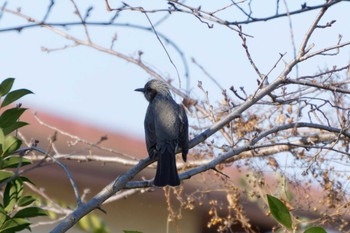 Brown-eared Bulbul 平塚田んぼ Sat, 12/30/2023