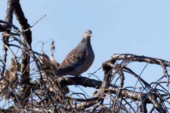 Oriental Turtle Dove 平塚田んぼ Sat, 12/30/2023