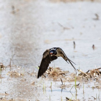 2018年4月29日(日) 琵琶湖の野鳥観察記録