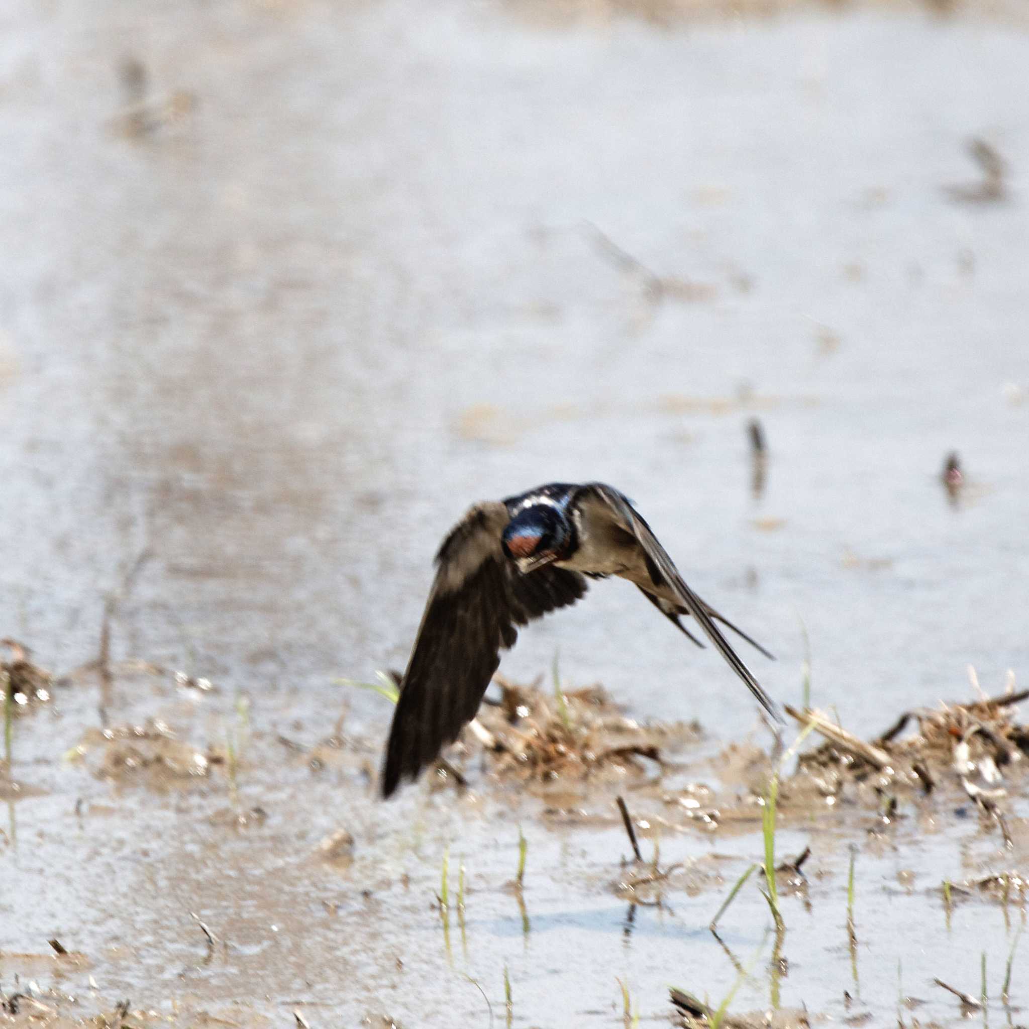 琵琶湖 ツバメの写真 by herald