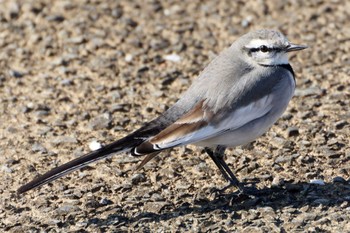 White Wagtail 平塚田んぼ Sat, 12/30/2023