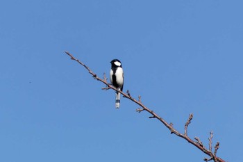 Japanese Tit 平塚田んぼ Sat, 12/30/2023