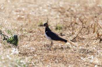 Northern Lapwing 平塚田んぼ Sat, 12/30/2023