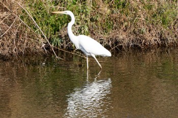 Great Egret 平塚田んぼ Sat, 12/30/2023