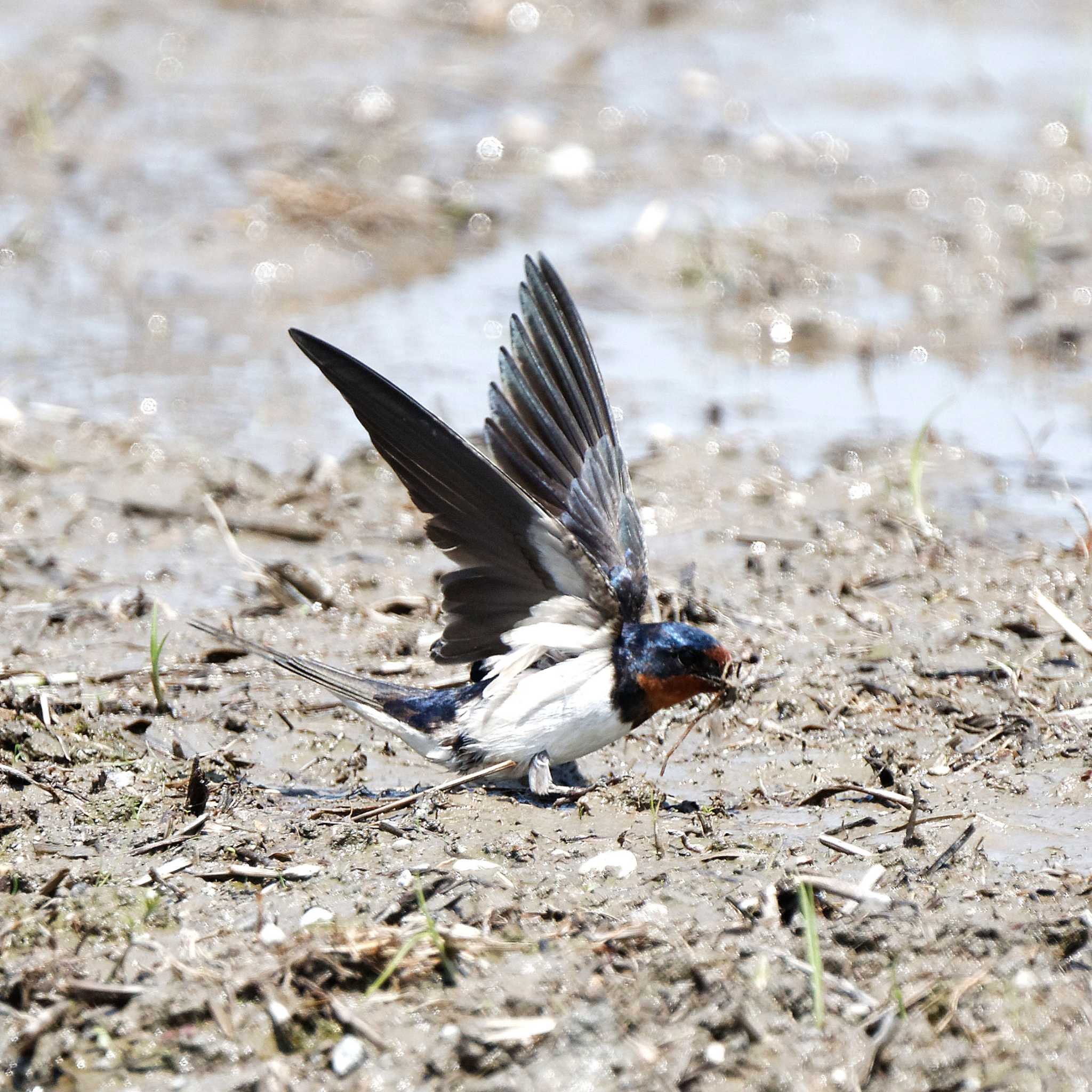 Photo of Barn Swallow at 琵琶湖 by herald