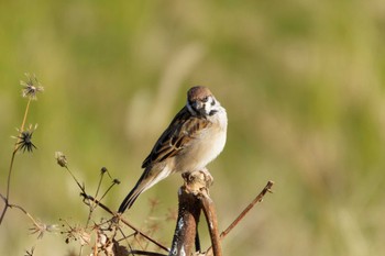 Eurasian Tree Sparrow 平塚田んぼ Sat, 12/2/2023