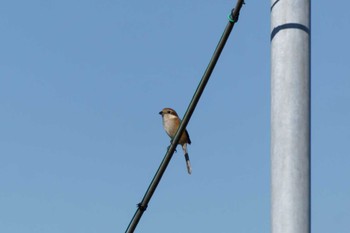 Bull-headed Shrike 平塚田んぼ Sat, 12/2/2023