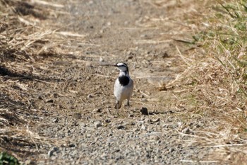 White Wagtail 平塚田んぼ Sat, 12/2/2023