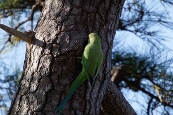 ワカケホンセイインコ 多摩川台公園 2023年12月9日(土)