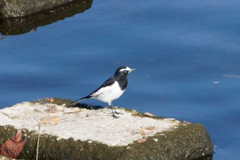 Japanese Wagtail 一ノ宮公園 Sun, 12/17/2023