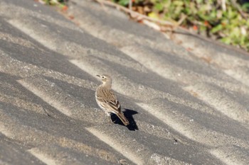 タヒバリ 一ノ宮公園 2023年12月17日(日)