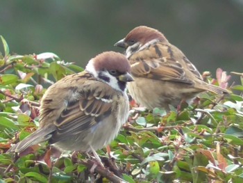 Eurasian Tree Sparrow 航空公園 Sun, 12/31/2023